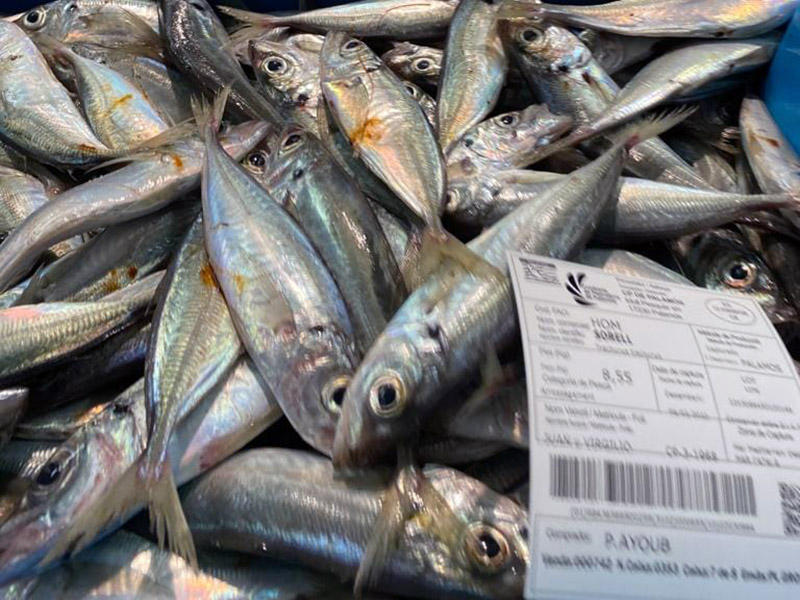 Les captures i la facturació dels pescadors de Palamós van baixar l'any 2022